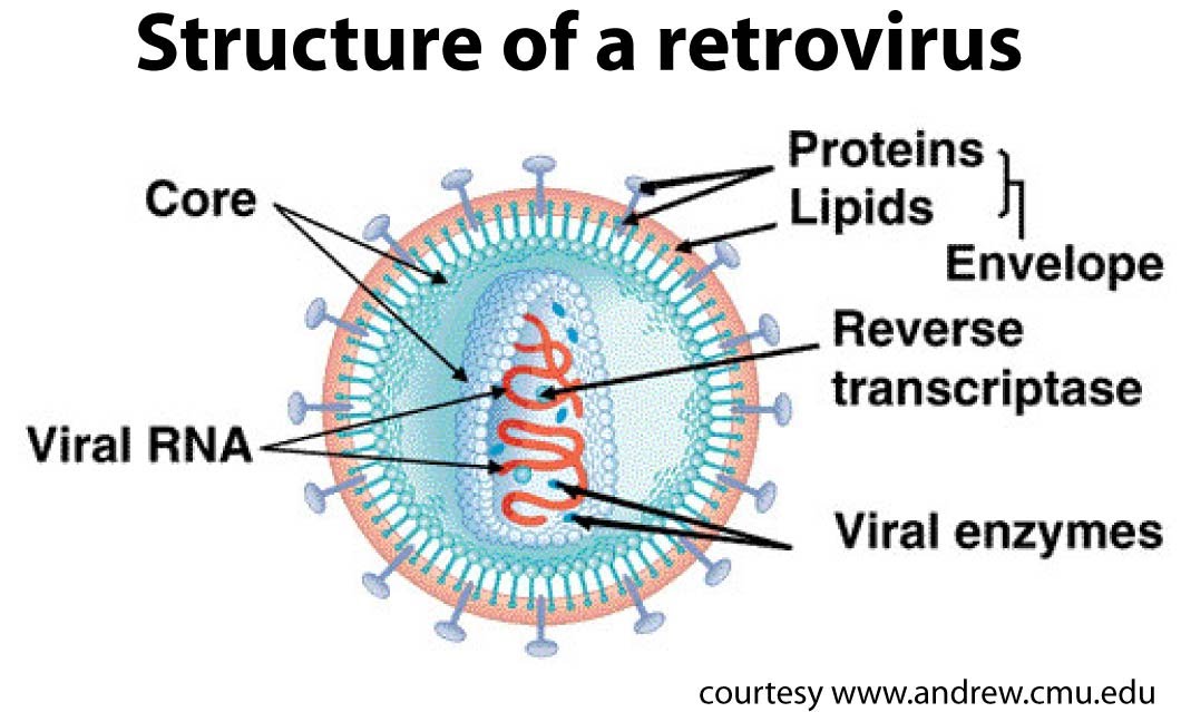 Insight into Viruses (4) The Reverse Transcribing Viruses